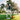 Golfer taking a swing on a golf course with trees in the background